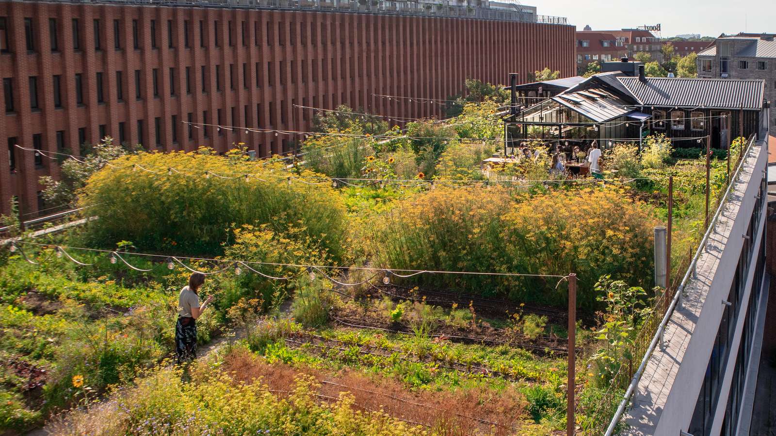 Urban rooftop farm ØsterGRO in Copenhagen
