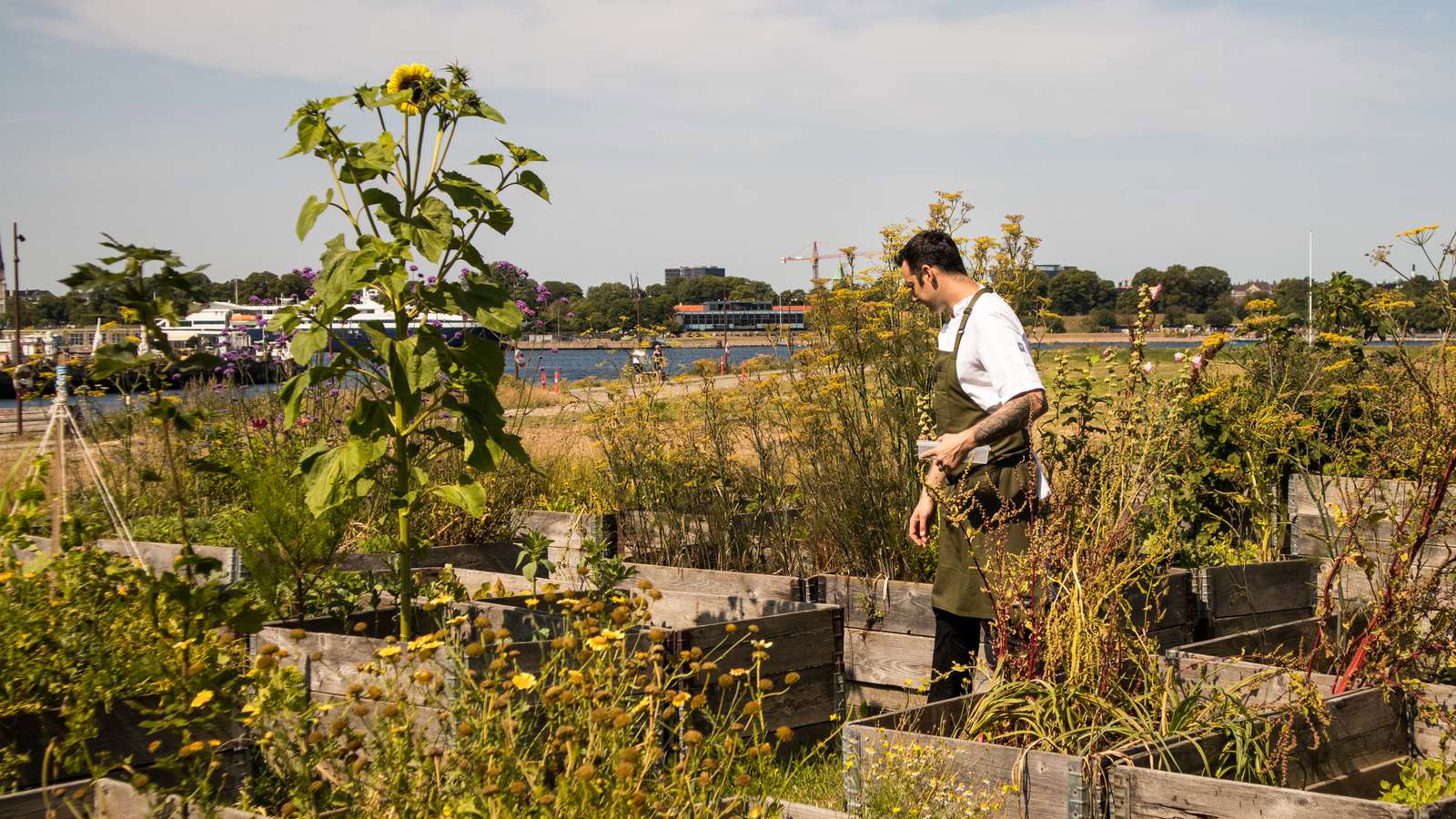 Matt Orlando uses his own locally farmed produce in his cooking at Amass and Broaden & Build in Refshaleøen.