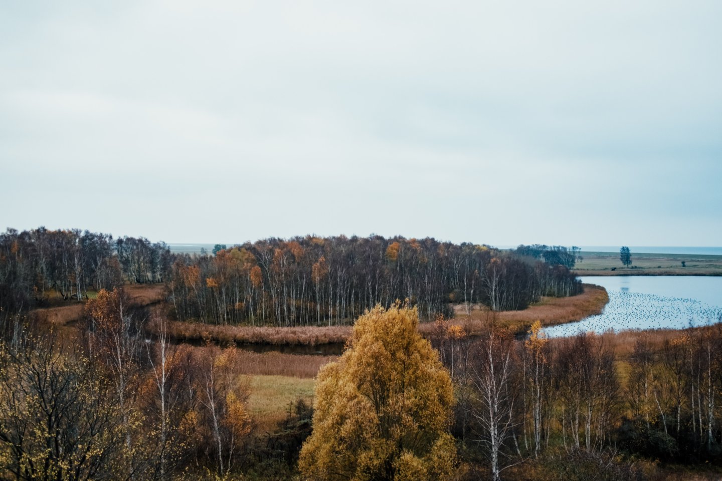 Overview of Amager Fællede