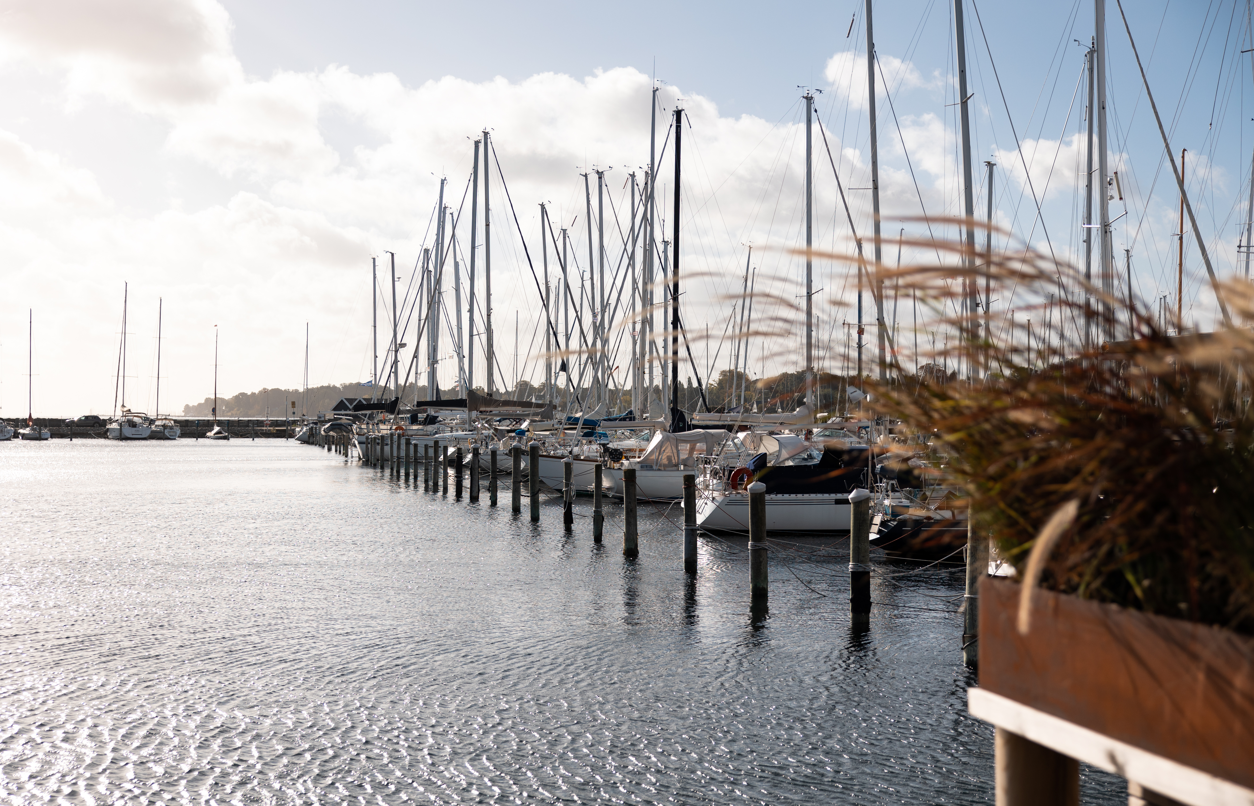 Sails boats - Rungsted havn