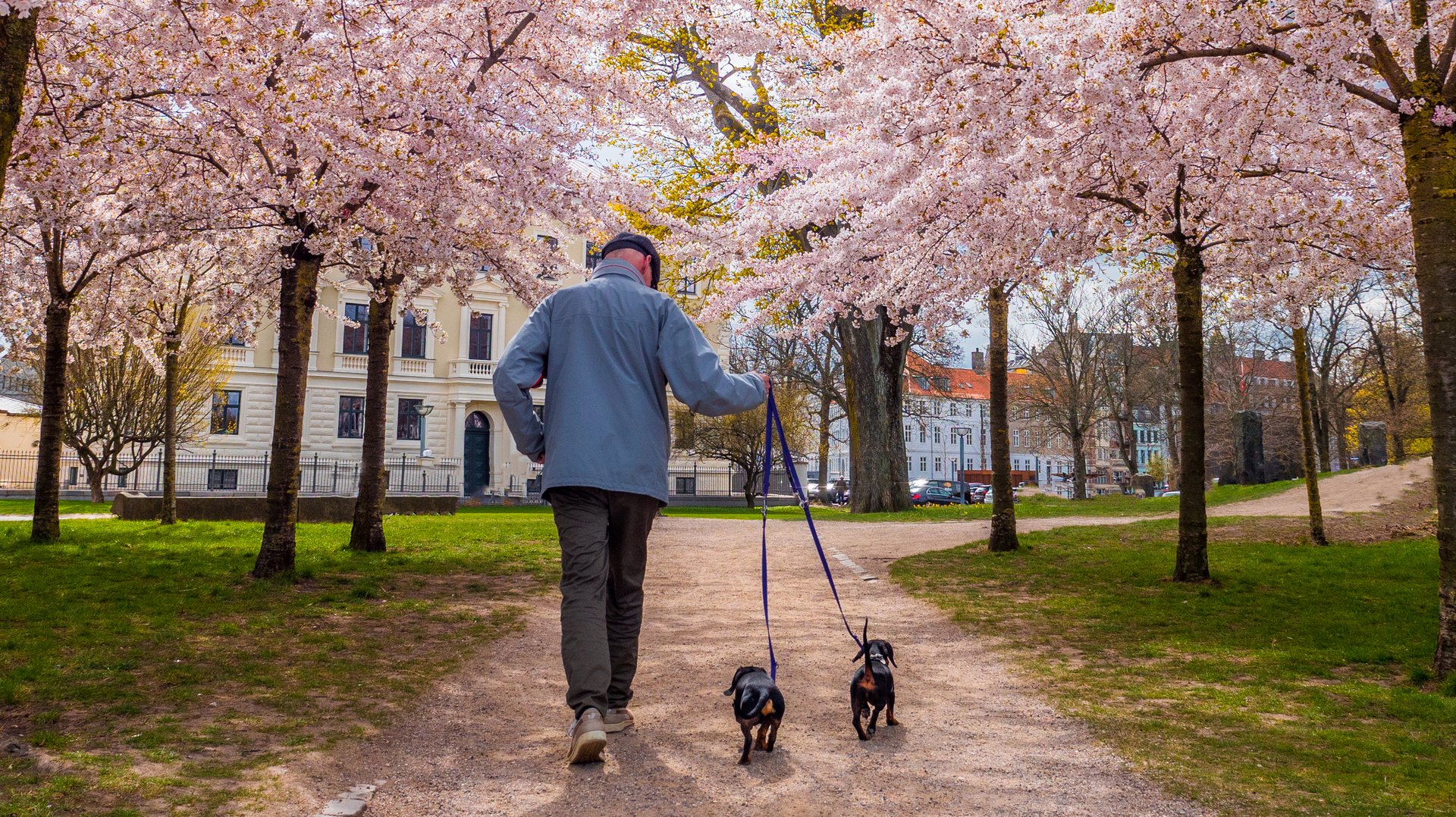blossom trees in the spring