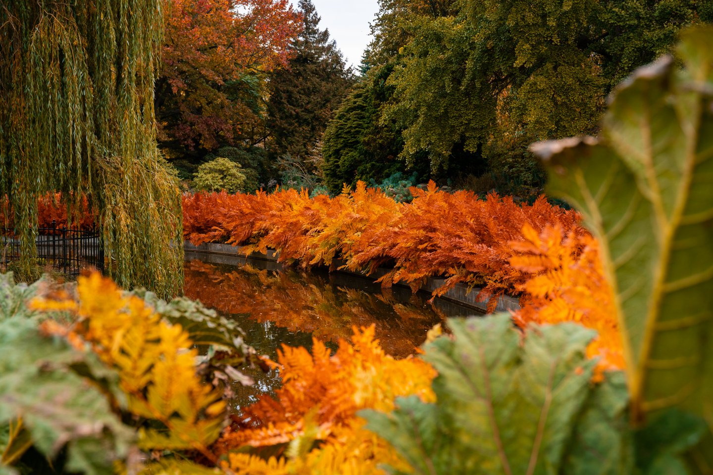 Efterår Landbohøjskolens Have København
