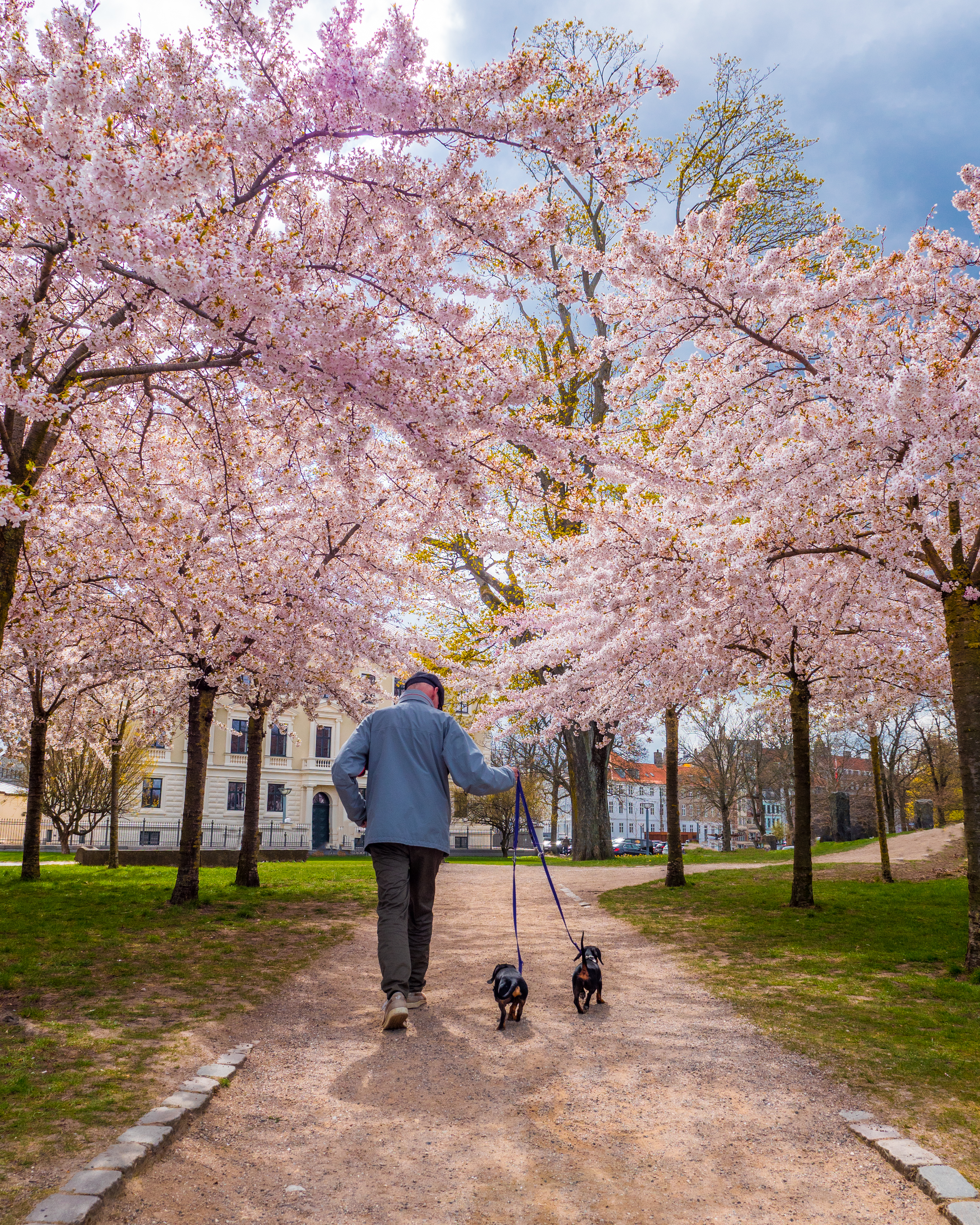 Dog, cherry, cherrytrees, kirsebærtræer