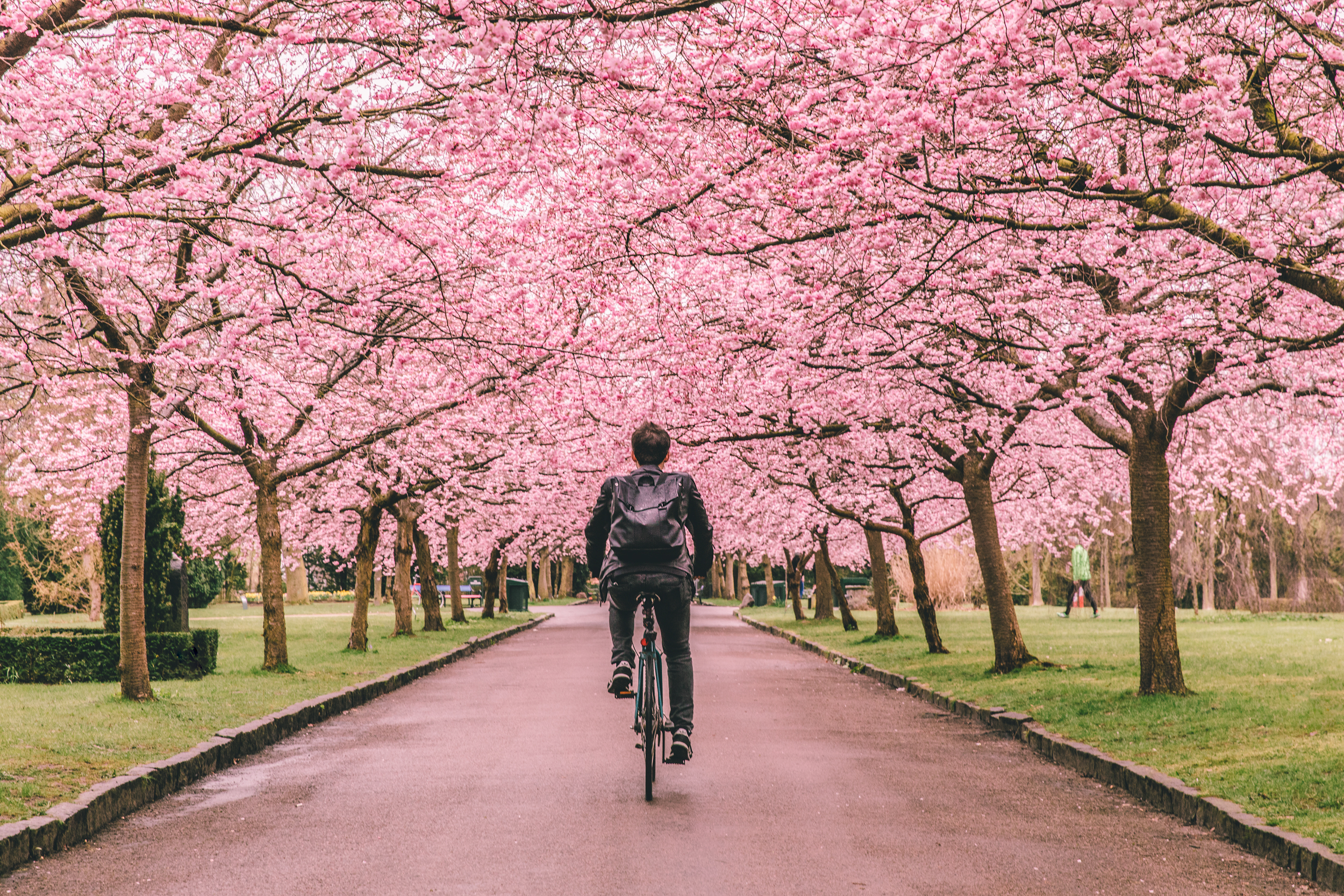 A cyclist rides along a path lined with blooming cherry blossom trees, creating a vibrant pink canopy overhead. The scene is serene and inviting.