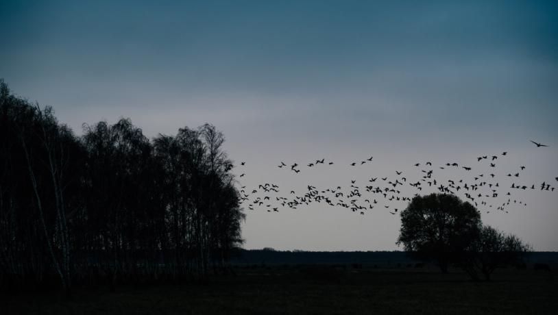 Amager Naturpark