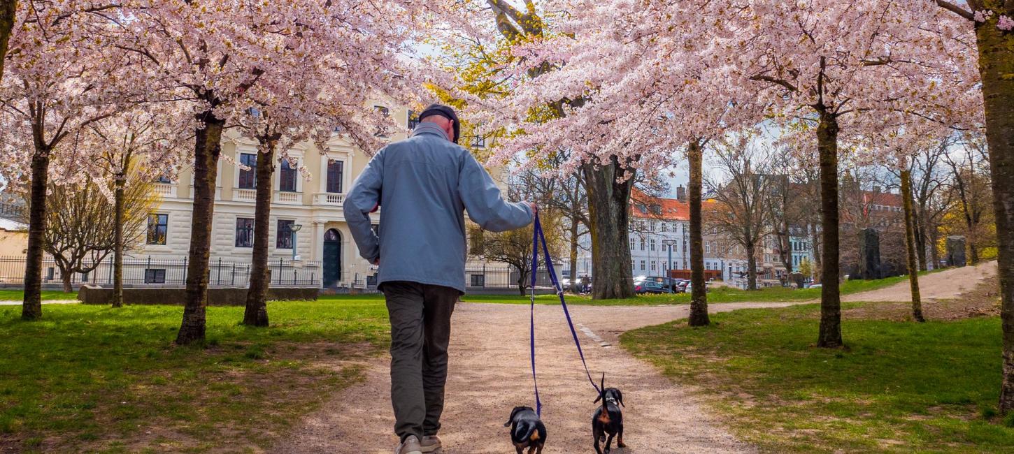 blossom trees in the spring