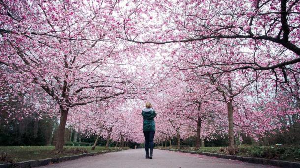 Cherry blossoms at Bispebjerg cementary | Thomas Høyrup Christensen