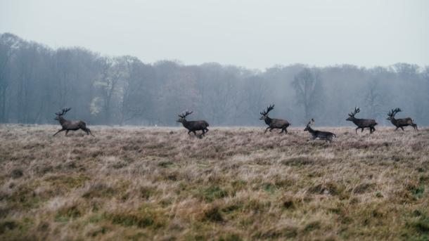 Deers in The Deer Park