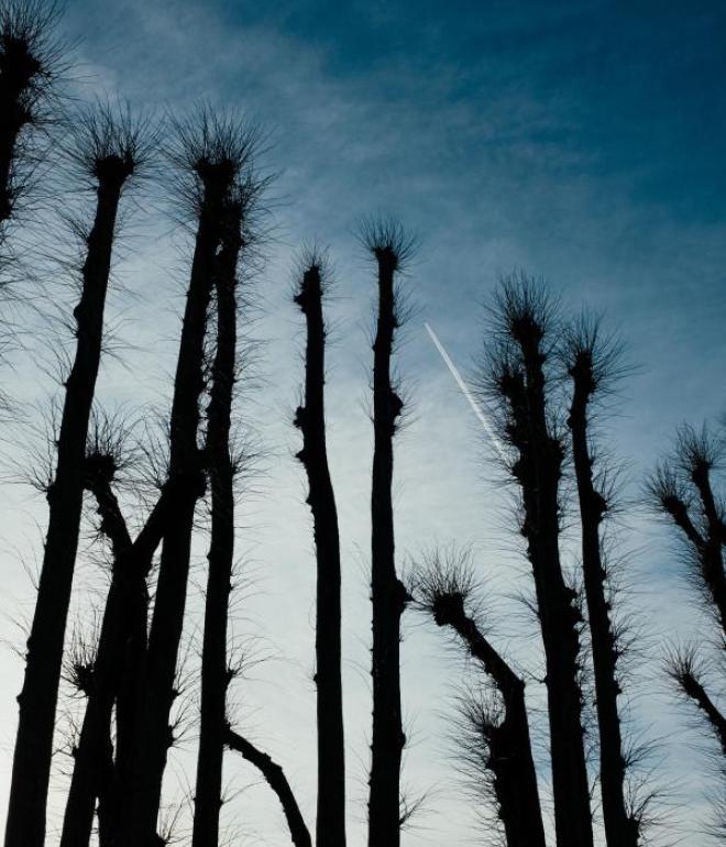 Gammel Holtegaard - Trees