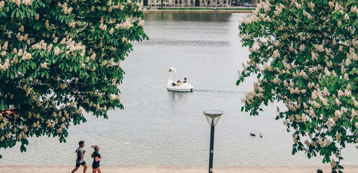 Swan boat on the lakes in Copenhagen