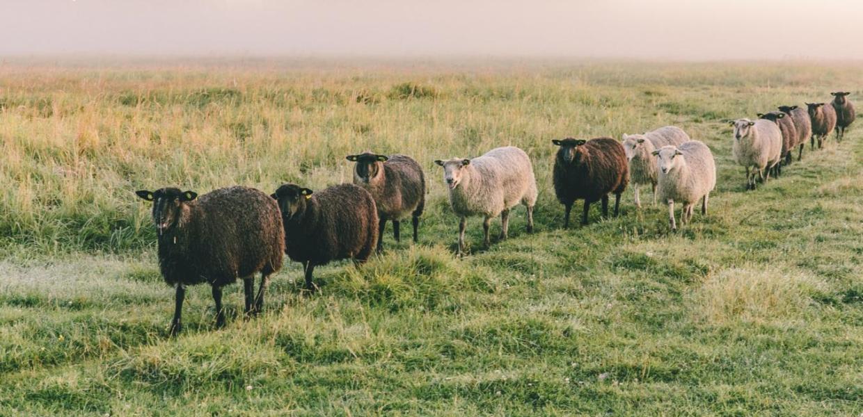 Sheep in the nature reserve Kalvebod Fælled in Copenhagen.