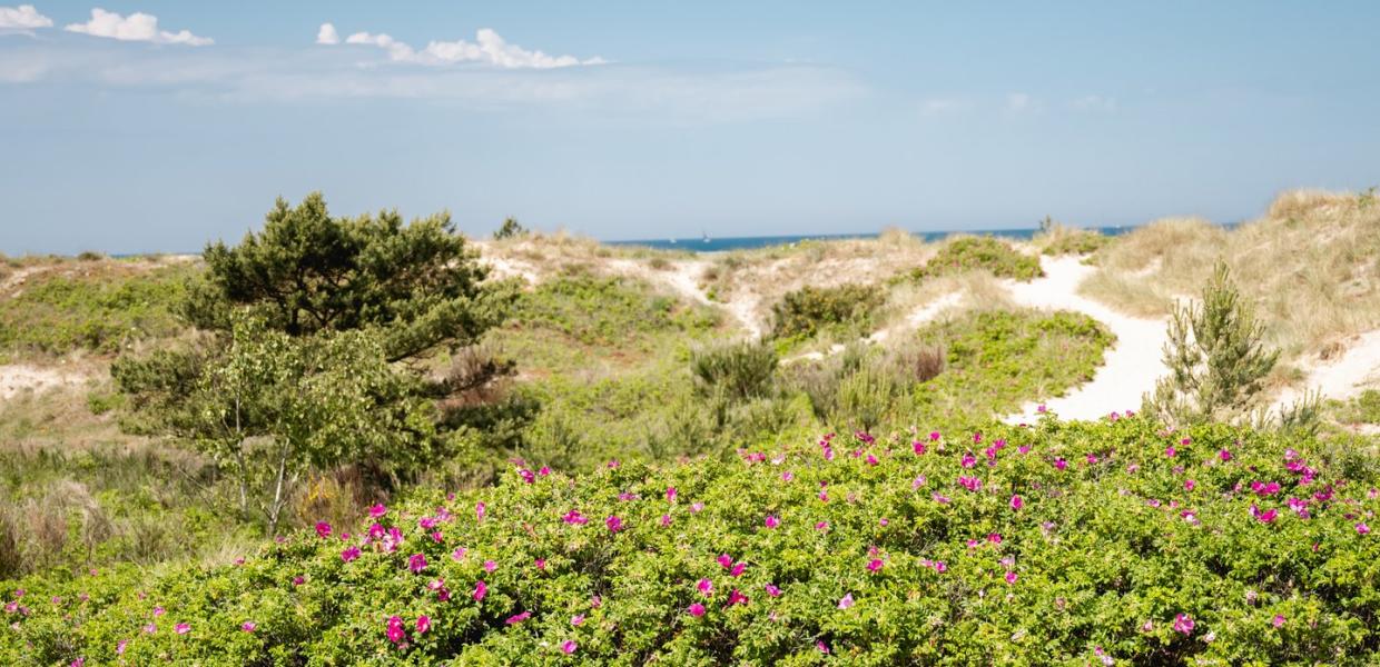 Hornbæk