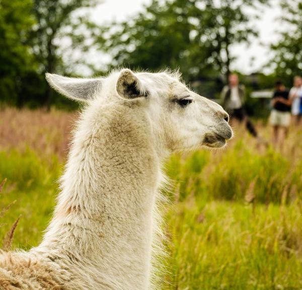 Sydhavn alpaca