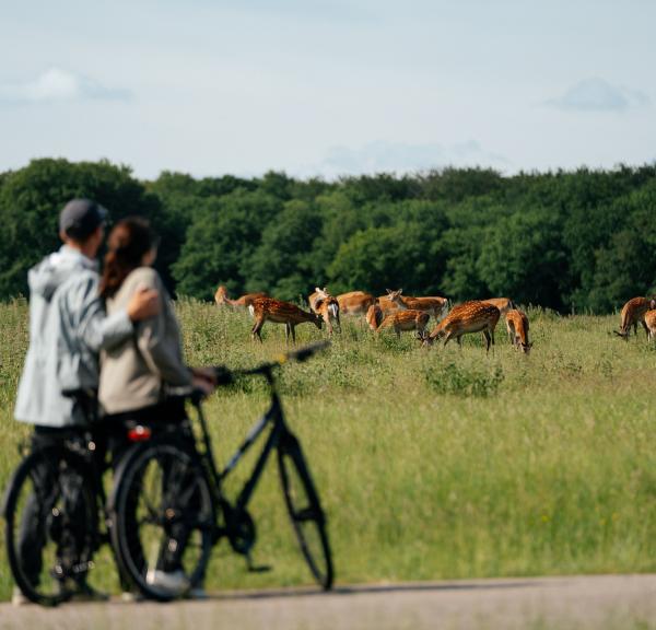 Deer park